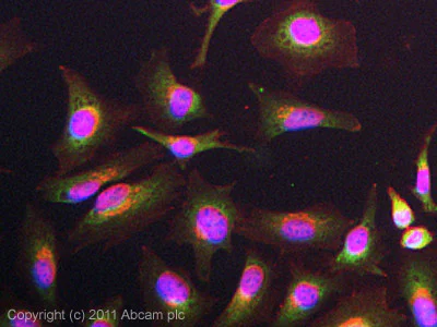 Immunocytochemistry/ Immunofluorescence - Anti-Wnt10b antibody (AB70816)