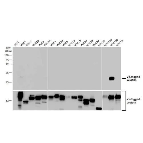 Western blot - Anti-Wnt10b antibody [HL2370] (AB317211)
