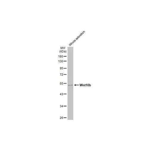 Western blot - Anti-Wnt10b antibody [HL2370] (AB317211)
