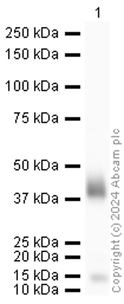 Western blot - Anti-Wnt11 antibody (AB31962)