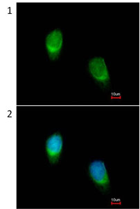 Immunocytochemistry/ Immunofluorescence - Anti-Wnt11 antibody (AB96730), expandable thumbnail