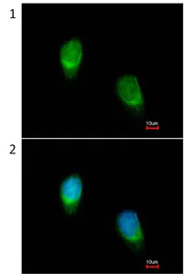 Immunocytochemistry/ Immunofluorescence - Anti-Wnt11 antibody (AB96730)
