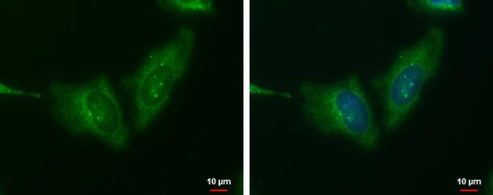 Immunocytochemistry/ Immunofluorescence - Anti-Wnt11 antibody (AB96730)