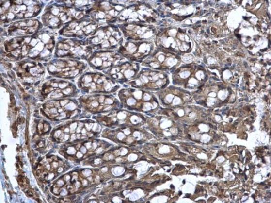 Immunohistochemistry (Formalin/PFA-fixed paraffin-embedded sections) - Anti-Wnt11 antibody (AB96730), expandable thumbnail