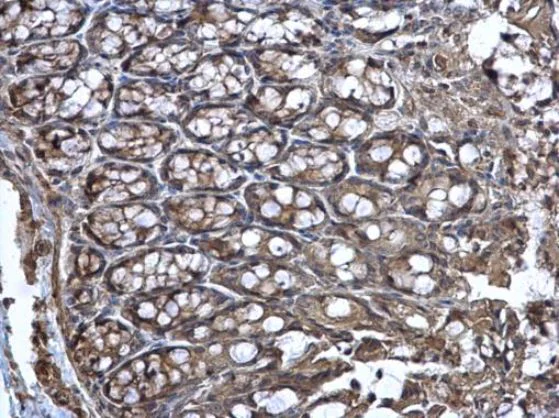 Immunohistochemistry (Formalin/PFA-fixed paraffin-embedded sections) - Anti-Wnt11 antibody (AB96730)