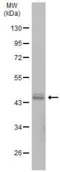 Western blot - Anti-Wnt11 antibody (ab96730), expandable thumbnail