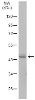 Western blot - Anti-Wnt11 antibody (AB96730)