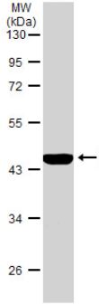 Western blot - Anti-Wnt11 antibody (AB96730), expandable thumbnail