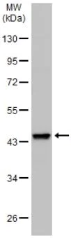 Western blot - Anti-Wnt11 antibody (AB96730)