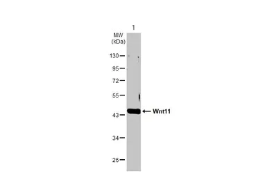 Western blot - Anti-Wnt11 antibody (AB96730)