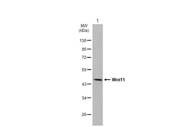Western blot - Anti-Wnt11 antibody (AB96730)