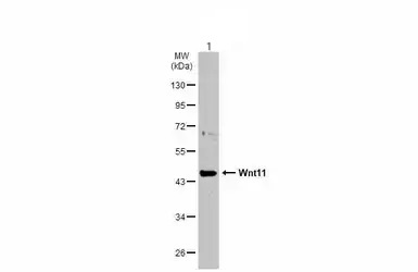 Western blot - Anti-Wnt11 antibody (AB96730)