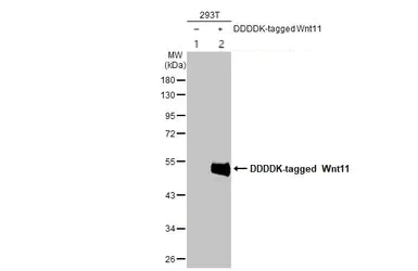 Western blot - Anti-Wnt11 antibody (AB96730)
