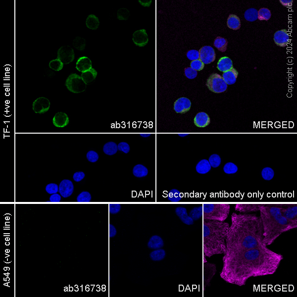 Immunocytochemistry/ Immunofluorescence - Anti-Wnt11 antibody [EPR25633-141] (AB316738), expandable thumbnail