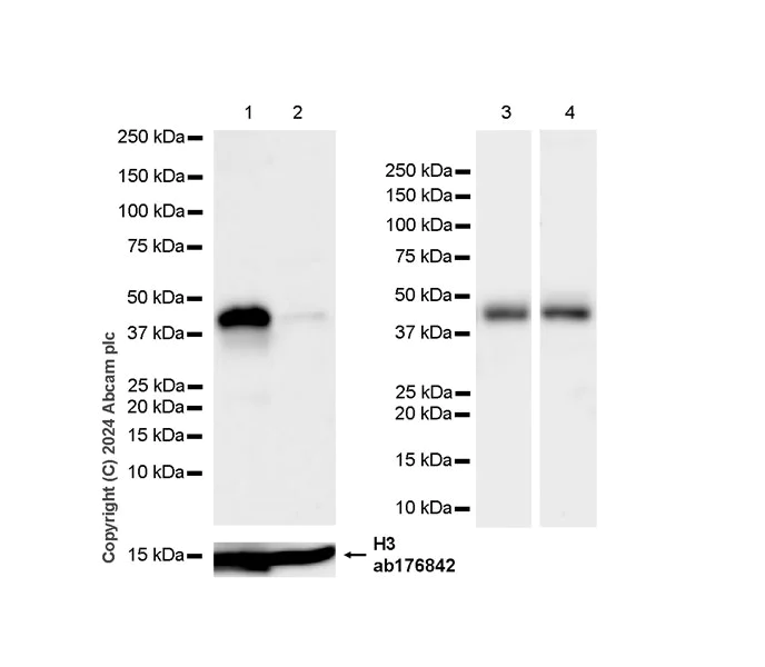 Western blot - Anti-Wnt11 antibody [EPR25633-141] (AB316738)