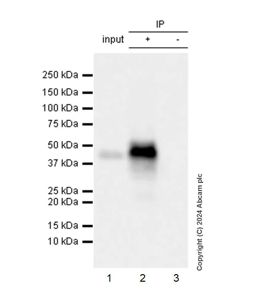 Immunoprecipitation - Anti-Wnt11 antibody [EPR25633-141] - BSA and Azide free (AB316739)