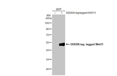 Western blot - Anti-Wnt11 antibody [HL1630] (AB308177)