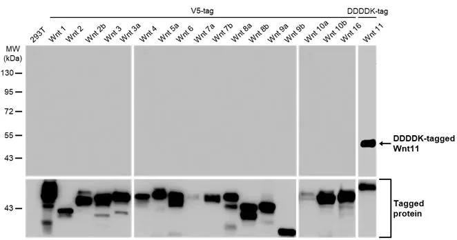 Western blot - Anti-Wnt11 antibody [HL1630] (AB308177)