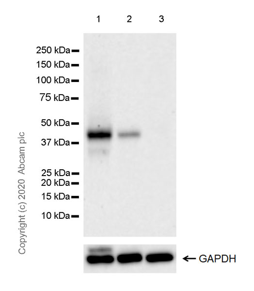 Western blot - Anti-Wnt16 antibody [EPR22889-129] (AB269278), expandable thumbnail