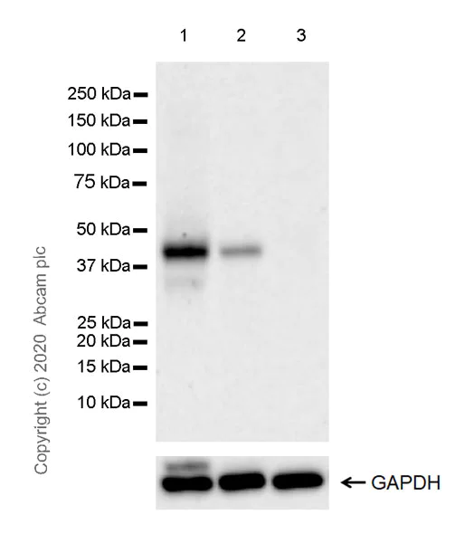 Western blot - Anti-Wnt16 antibody [EPR22889-129] (AB269278)