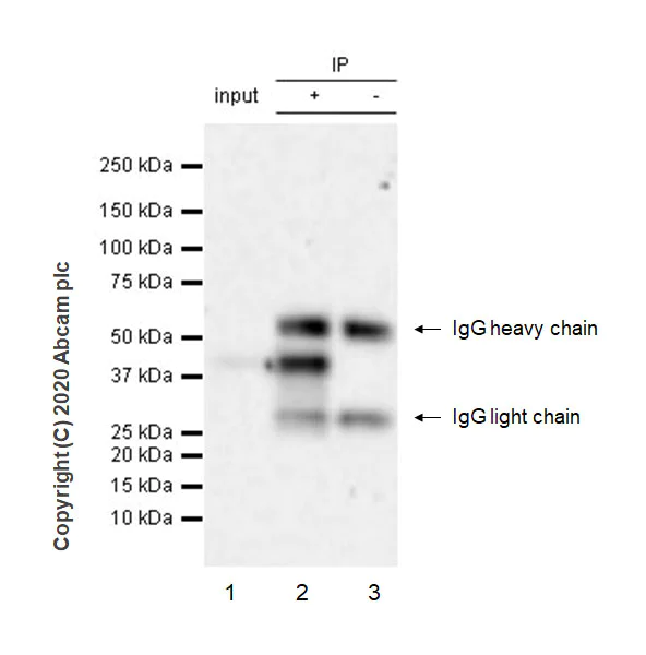 Immunoprecipitation - Anti-Wnt16 antibody [EPR22889-129] - BSA and Azide free (AB272322)