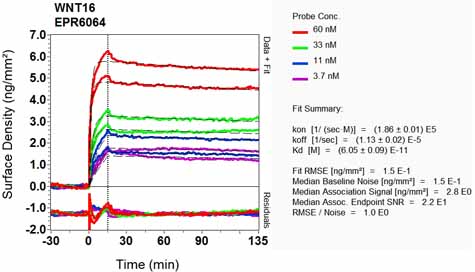 OI-RD Scanning - Anti-Wnt16 antibody [EPR6064] - BSA and Azide free (AB247863), expandable thumbnail