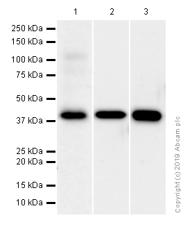 Western blot - Anti-Wnt16 antibody [EPR6064] - BSA and Azide free (AB247863), expandable thumbnail