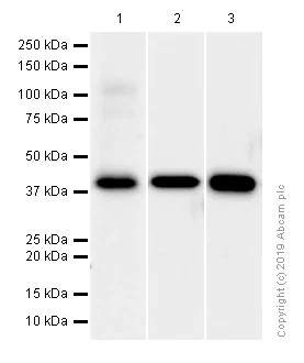 Western blot - Anti-Wnt16 antibody [EPR6064] - BSA and Azide free (AB247863)