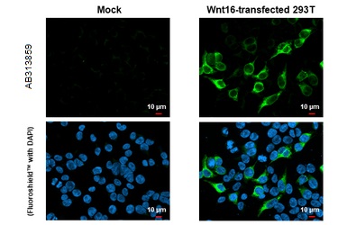 Immunocytochemistry/ Immunofluorescence - Anti-Wnt16 antibody [HL1498] - BSA and Azide free (AB313859), expandable thumbnail