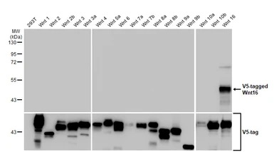 Western blot - Anti-Wnt16 antibody [HL1498] - BSA and Azide free (AB313859), expandable thumbnail