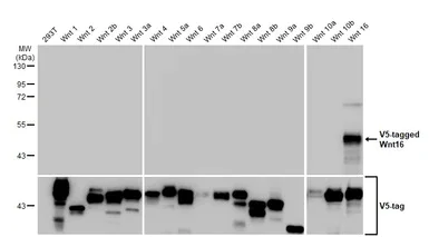 Western blot - Anti-Wnt16 antibody [HL1498] - BSA and Azide free (AB313859)