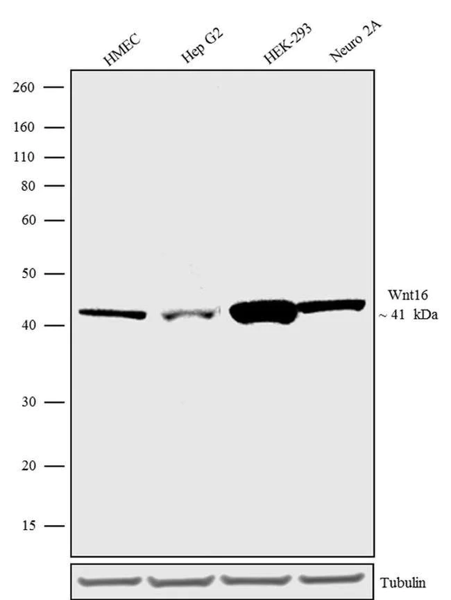 Western blot - Anti-Wnt16 antibody [RP23040122] (AB308129)