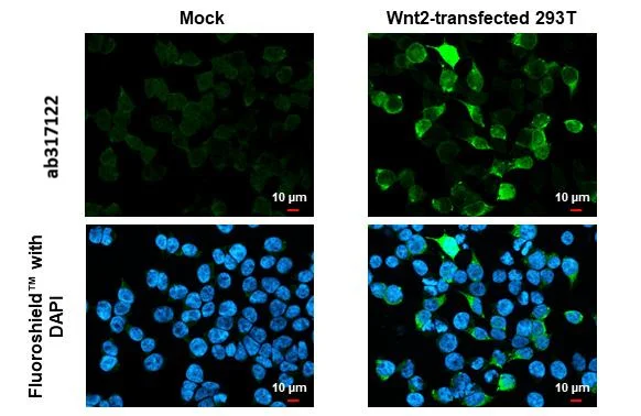 Immunocytochemistry/ Immunofluorescence - Anti-Wnt2 antibody [HL1999] (AB317122)