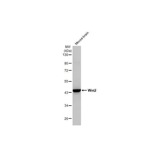 Western blot - Anti-Wnt2 antibody [HL1999] (AB317122)