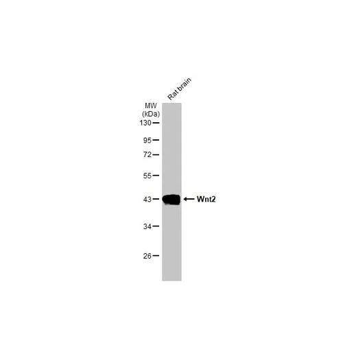 Western blot - Anti-Wnt2 antibody [HL1999] (AB317122)