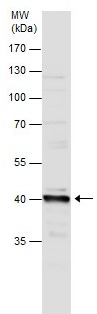 Western blot - Anti-Wnt2/IRP antibody (AB227859), expandable thumbnail