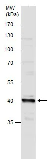 Western blot - Anti-Wnt2/IRP antibody (AB227859)