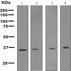 Western blot - Anti-Wnt2/IRP antibody [EPR3101(2)] (AB109222), expandable thumbnail