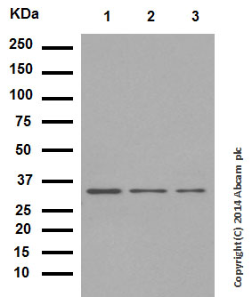 Western blot - Anti-Wnt2/IRP antibody [EPR3101(2)] (AB109222), expandable thumbnail