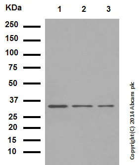 Western blot - Anti-Wnt2/IRP antibody [EPR3101(2)] (AB109222)