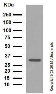 Western blot - Anti-Wnt2/IRP antibody [EPR3101(2)] (AB109222), expandable thumbnail