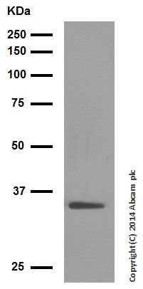 Western blot - Anti-Wnt2/IRP antibody [EPR3101(2)] - BSA and Azide free (AB232036), expandable thumbnail