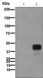 Western blot - Anti-Wnt3 and Wnt3a antibody [EPR4920(2)] (AB172612), expandable thumbnail