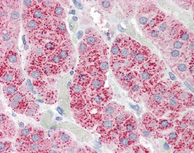Immunohistochemistry (Formalin/PFA-fixed paraffin-embedded sections) - Anti-Wnt3 antibody (AB116222), expandable thumbnail