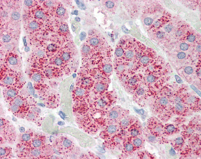 Immunohistochemistry (Formalin/PFA-fixed paraffin-embedded sections) - Anti-Wnt3 antibody (AB116222)