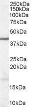 Western blot - Anti-Wnt3 antibody (AB116222), expandable thumbnail