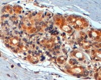 Immunohistochemistry (Formalin/PFA-fixed paraffin-embedded sections) - Anti-Wnt3 antibody (AB50341), expandable thumbnail