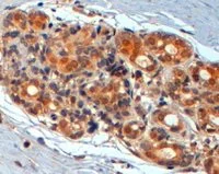 Immunohistochemistry (Formalin/PFA-fixed paraffin-embedded sections) - Anti-Wnt3 antibody (AB50341)
