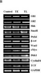 Western blot - Anti-Wnt3 antibody (AB50341), expandable thumbnail