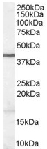 Western blot - Anti-Wnt3 antibody (AB50341), expandable thumbnail